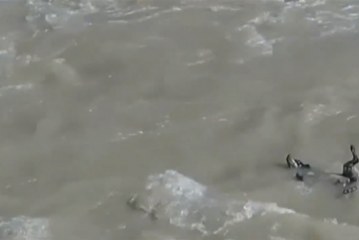 מול המצלמה: חילוץ דרמטי של כלב שנסחף לנהר