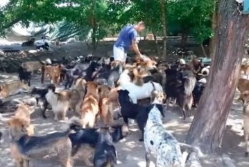 אימץ 450 כלבים כי לא יכול היה לראות אותם סובלים