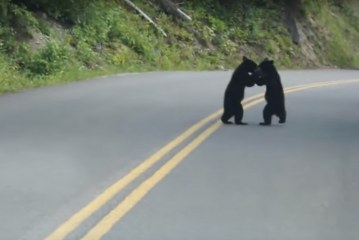 שני גורי דובים נצפו משחקים באמצע הכביש