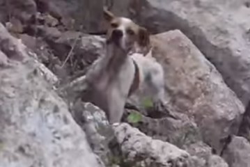 כלבה נזרקה למכתש עמוק וניצלה