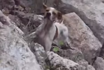 כלבה נזרקה למכתש עמוק וניצלה