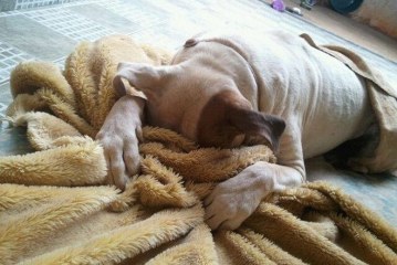 צפו איך החיות מחמד האלה מגיבות כשלוקחים אותם לווטרינר