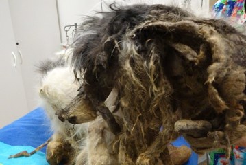 לא תאמינו מה הסתתר מתחת לגוש פרווה הענק הזה