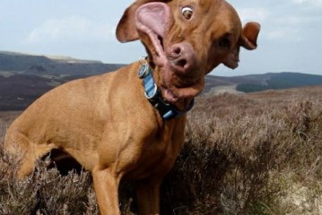 לבריאות: חיות מתעטשות ברשת