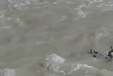 מול המצלמה: חילוץ דרמטי של כלב שנסחף לנהר
