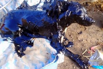 הכלבה שנזרקה לבריכת זפת ניצלה בנס