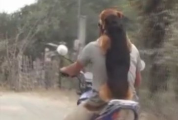 צפו איך כלב רוכב על אופנוע כמו בן אדם