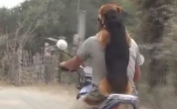 צפו איך כלב רוכב על אופנוע כמו בן אדם